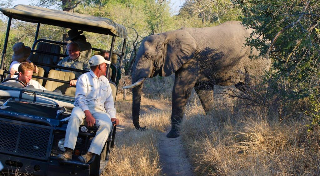 Best African Safari Destinations to Visit This Year