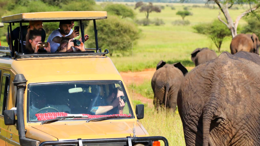 Best African Safari Destinations to Visit This Year