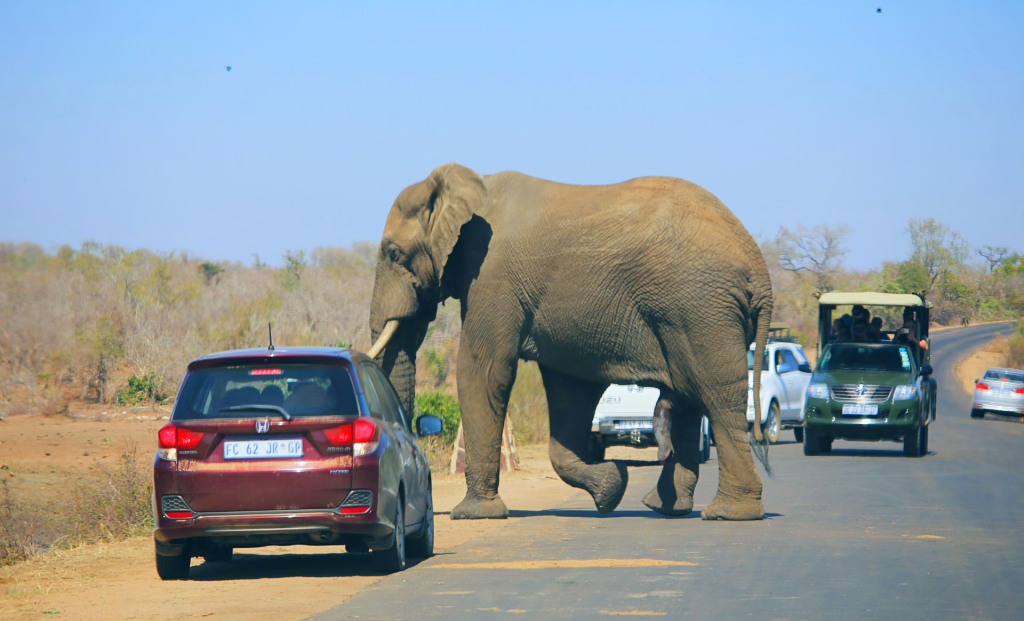 Elephant crossing the road in Kruger National Park