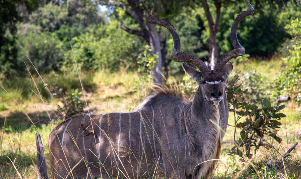 South Luangwa National Park