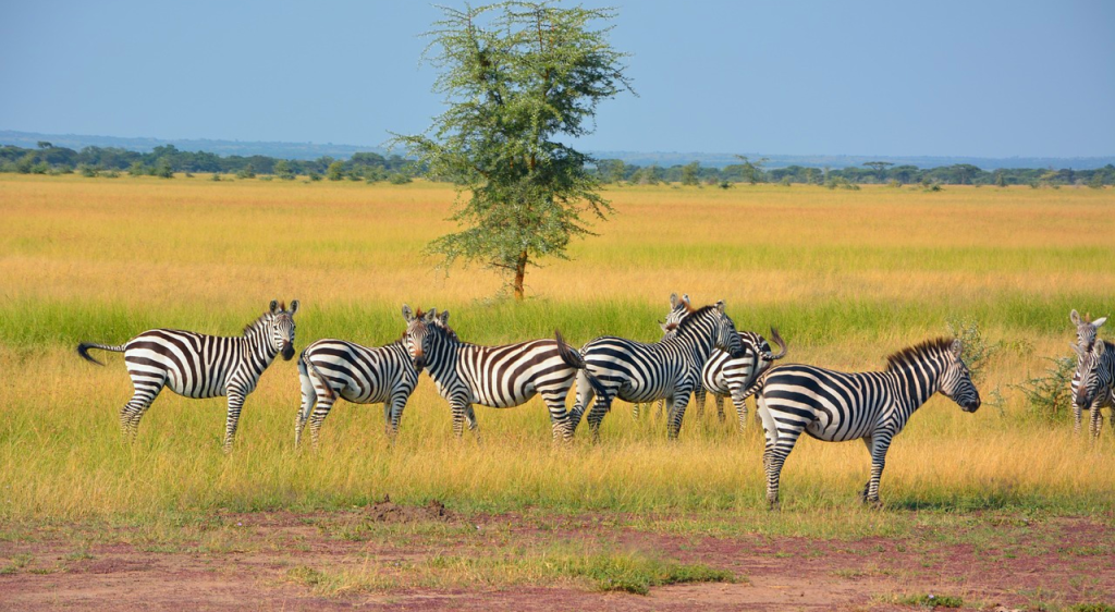 Serengeti National Park, Tanzania