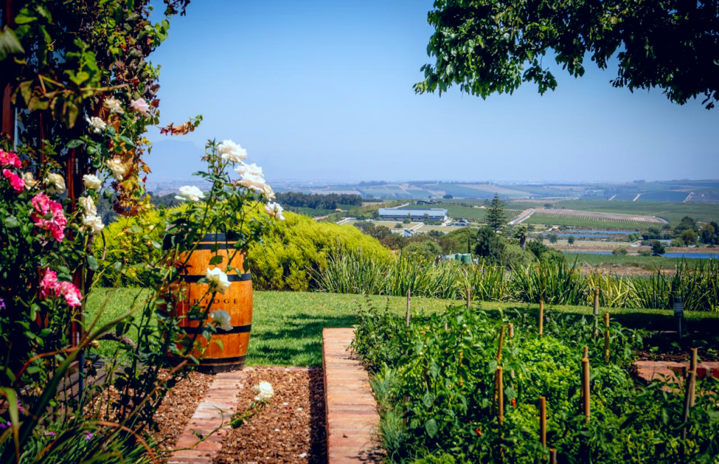 Best Wineries In South Africa You Should Not Miss