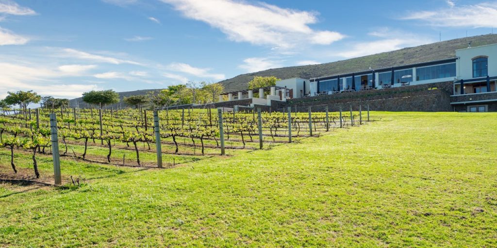 Best Wineries In South Africa You Should Not Miss