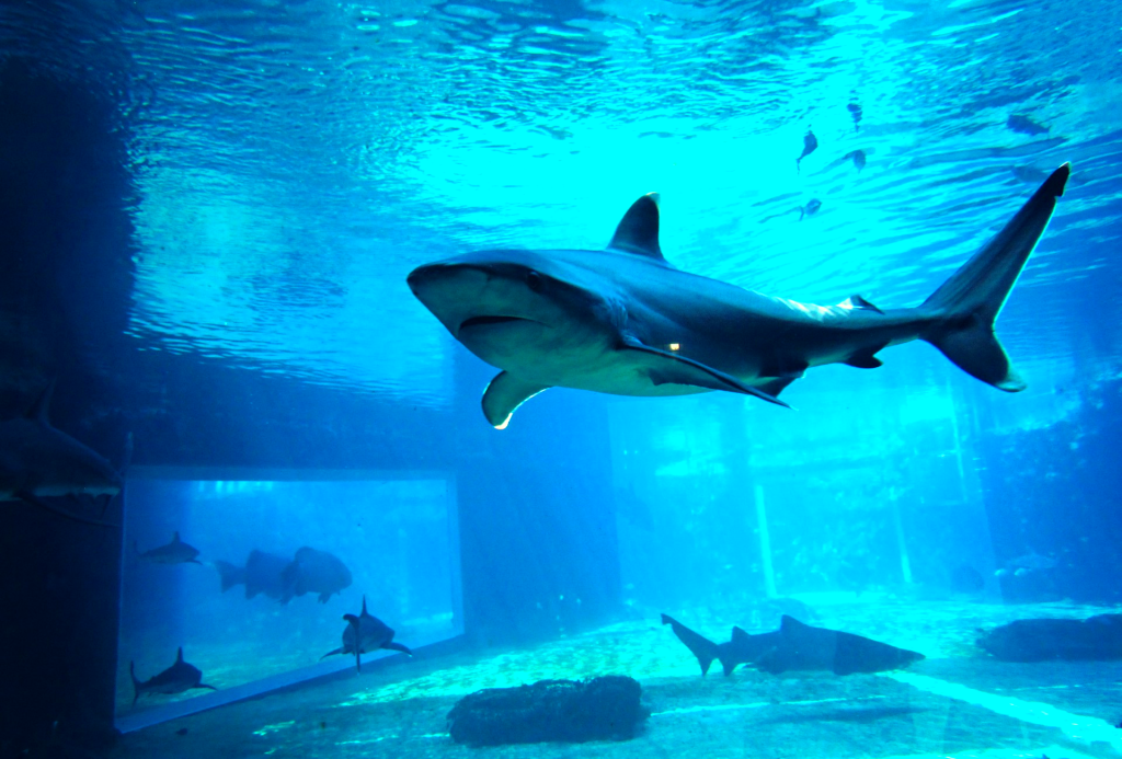 uShaka Marine World Durban- World-Class Aquarium & Water Park