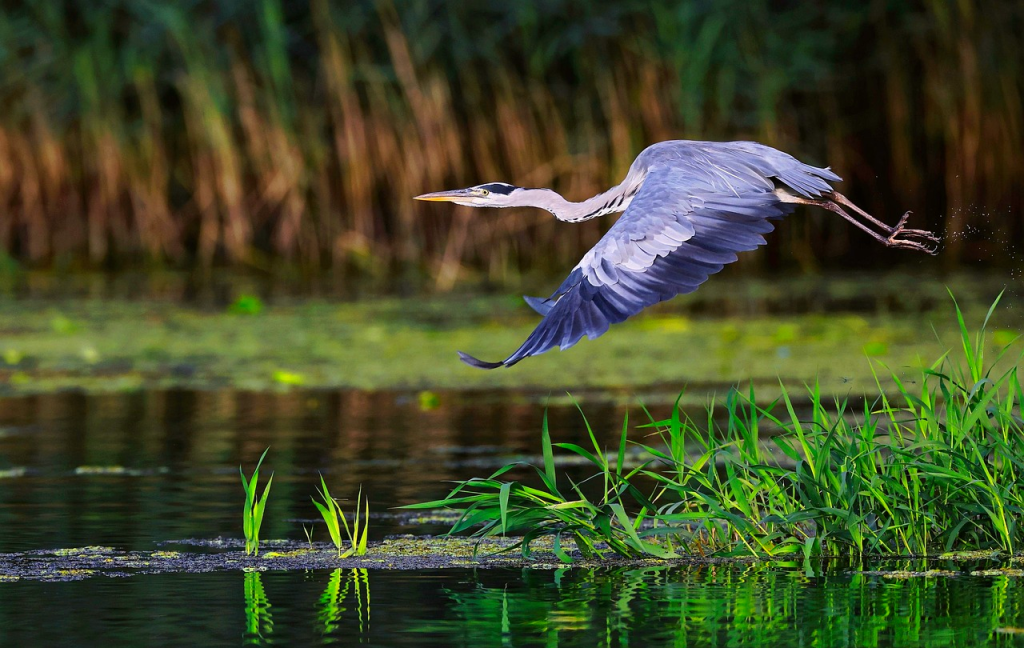uMhlanga Lagoon Nature Reserve